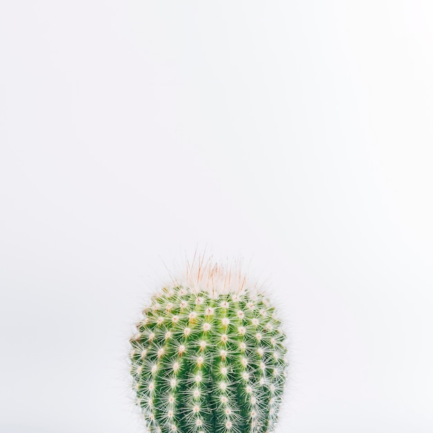 Free photo macro shot of cactus plant isolated on white background