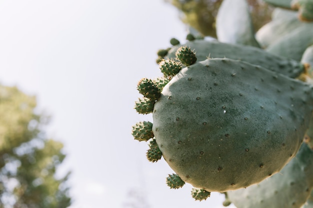 Macro shot of cactus plant