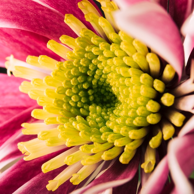 Free Photo macro shot of colorful chrysanthemum flower