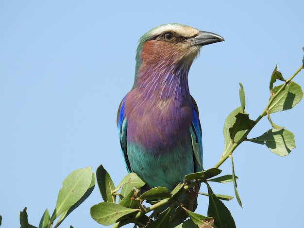 Macro shot of a colorful lilac-breasted roller sitting on a green branch during daylight