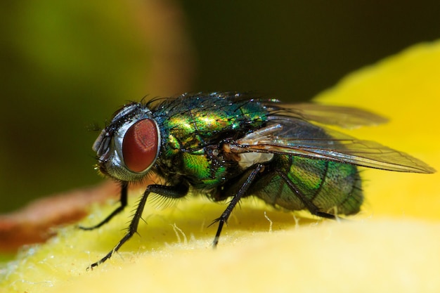 Free photo macro shot of a common green bottle fly on a leaf under the sunlight