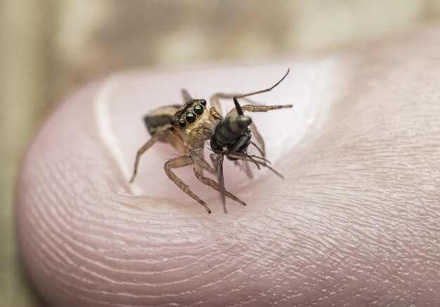 Macro shot of a cricket caught by a tiny spider on a person's finger