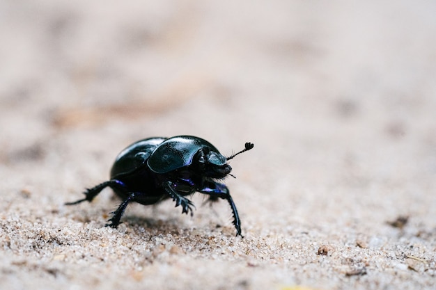 Free Photo macro shot of defensive beetle walking on a sandy meadow