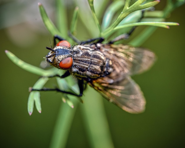 Free photo macro shot of the details of a diptera fly on a leaf outdoors