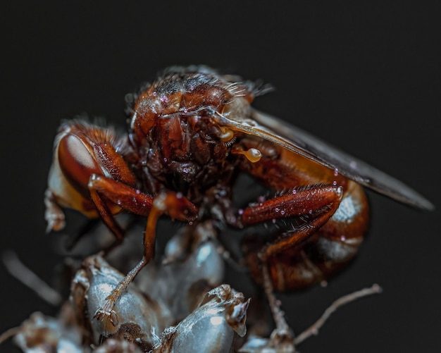 Macro shot of the details of myrmicaria brunnea insects