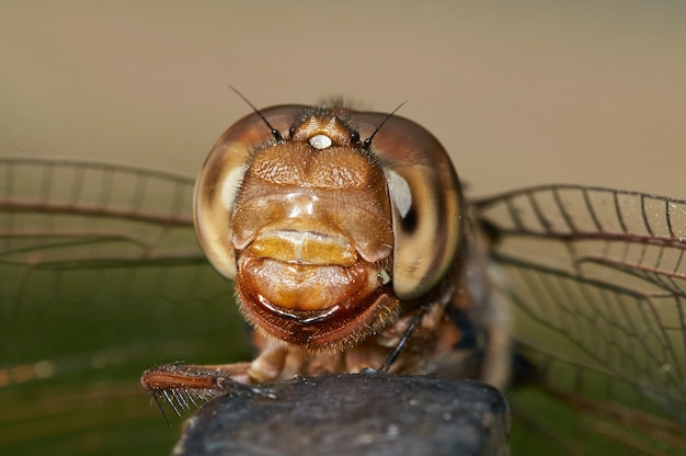 Free photo macro shot of a dragonfly on a rock with a blurred background