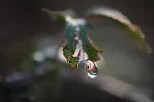 Free photo macro shot of a drop of water suspended from a wild plant. macro photography.