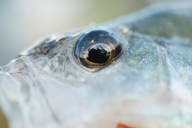 Free Photo macro shot of a fish eye