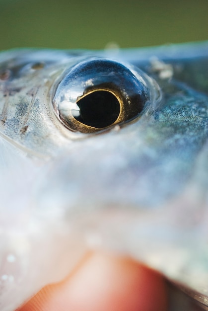 Free Photo macro shot of fish's eye