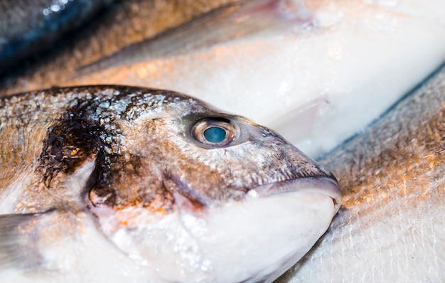 Macro shot of fresh fish