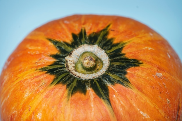 Macro shot of fresh pumpkin