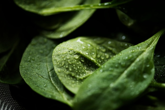 Macro shot of fresh spinach leaves