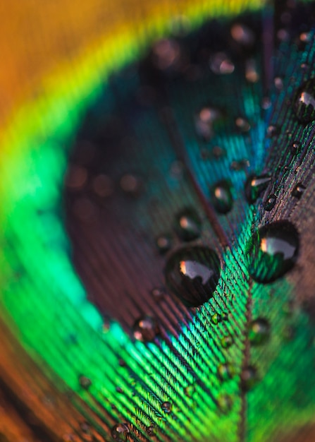 Macro shot of fresh water drop on peacock feather