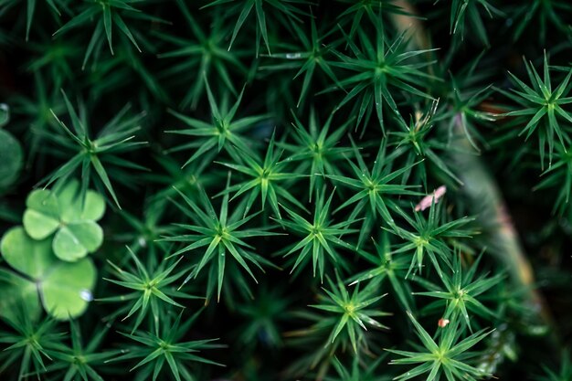 Macro shot grass and plants in the forest