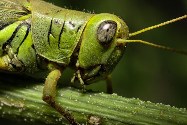 Macro shot of a grasshopper on a green stem of a plant against a blurred background