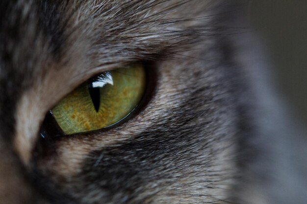 Macro shot of the green eye of a cat