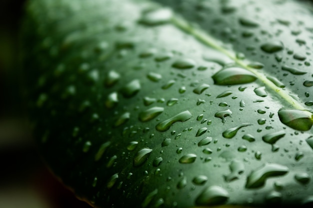 Macro shot of the green leaf covered in water droplets