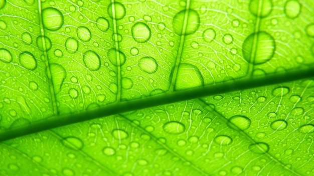 Macro shot of green leaf with waterdrops