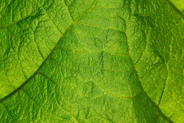 Free photo macro shot of green leaf