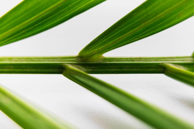 Free photo macro shot of green palm leaves