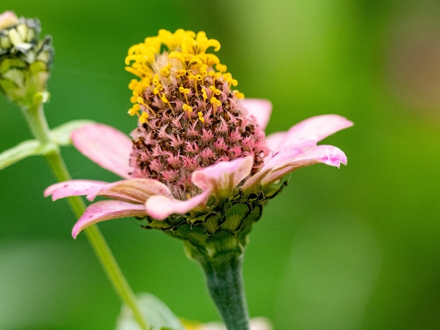 Free photo macro shot of a growing zinnia bud