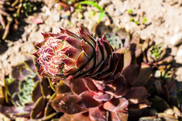 Macro shot of the Houseleek flower's buds