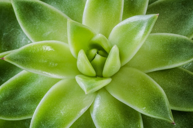 Macro shot of the Mexican Molded wax agave beautiful plant