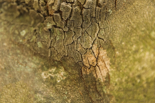 Free photo macro shot of old tree trunk bark