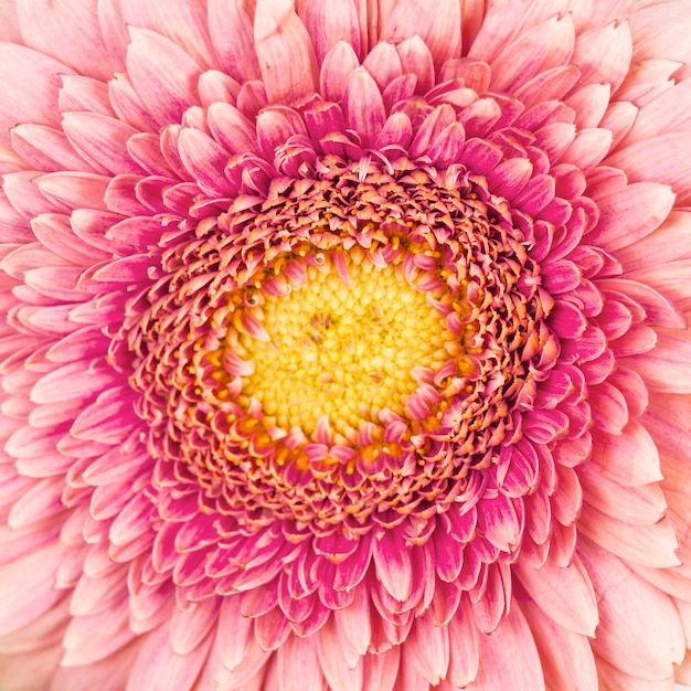 Free photo macro shot of pink gerbera flower backdrop