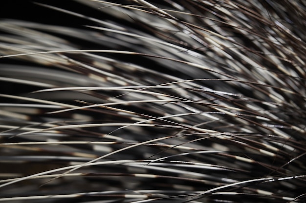 Free photo macro shot of porcupine spine