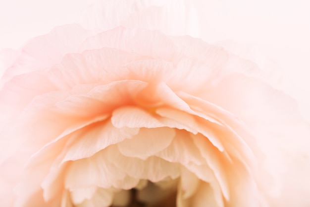 Free photo macro shot of pretty pink rose