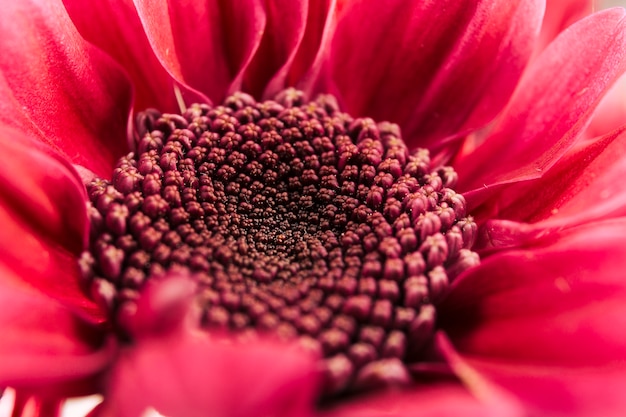 Macro shot of red gerbera