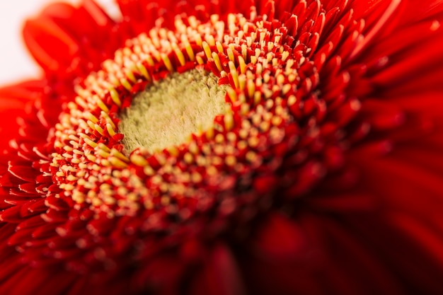 Free photo macro shot of a red gerbera