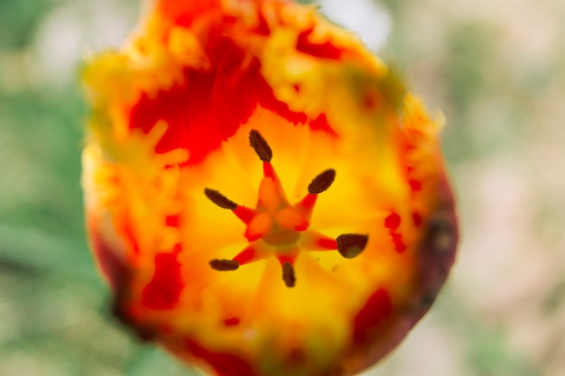 Free photo macro shot of red tulip flower