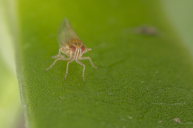 Macro shot of a small grasshopper on a green leaf