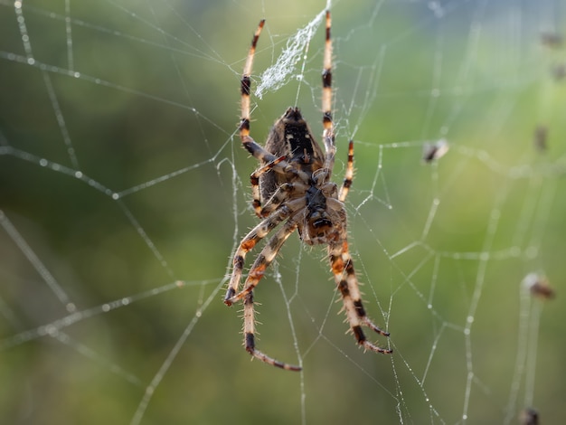 Free Photo macro shot of a spider on a web