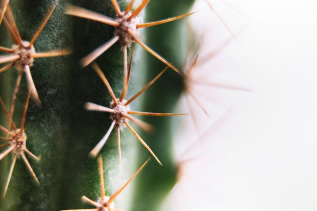 Macro shot of a spiky cactus