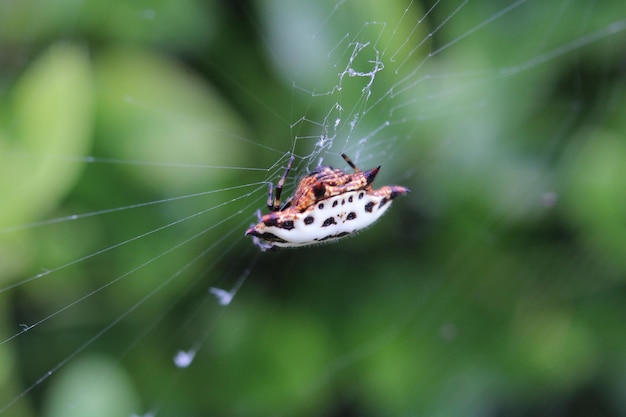 Free photo macro shot of a spiny-backed orb weaver spider on a web