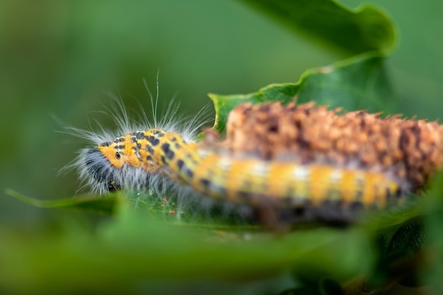 Free Photo macro shot of a vibrant yellow hairy caterpillar crawling on a green leaf with a blurry background