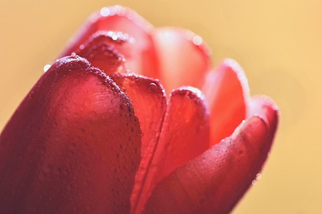 Free photo macro shot of water drops on a tulip flower