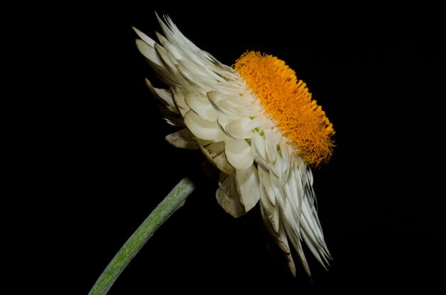 Macro shot of white daisy flower on black