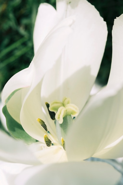 Free Photo macro shot of a white delicate flower