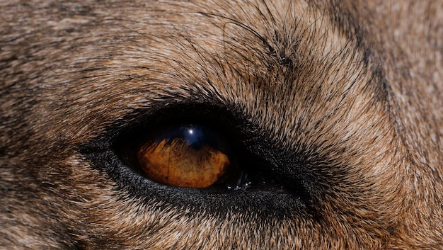 Macro shot of a wolf's brown eye