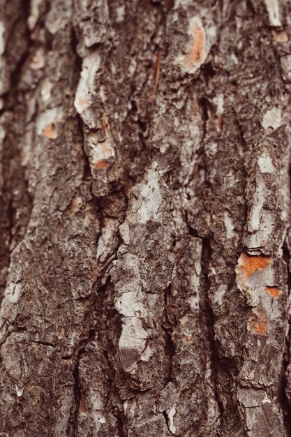 Free Photo macro shot of wood