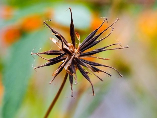 Macro shot of yellow cosmos seeds