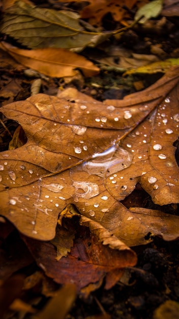 Free photo macro shot of yellowed leaf with raindrops