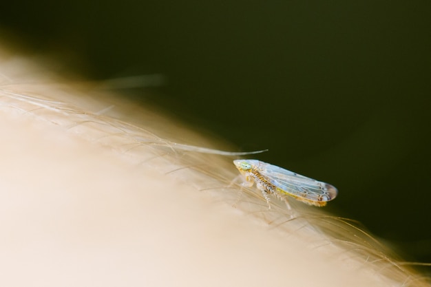 Free photo macro of a tiny insect on a human's body