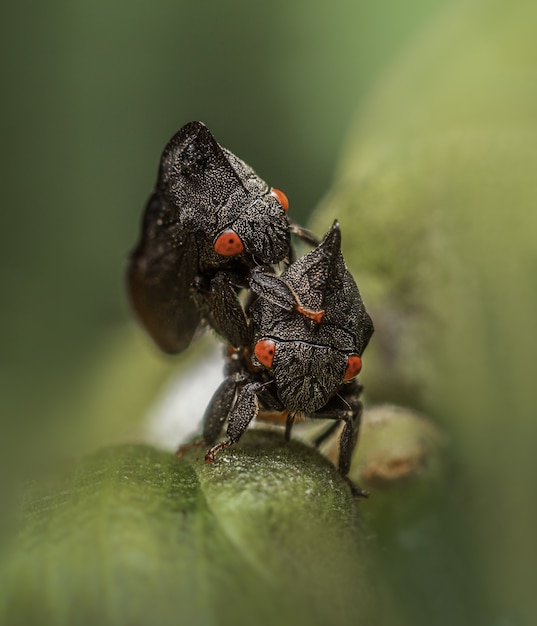 Free photo macro of a  treehoppers