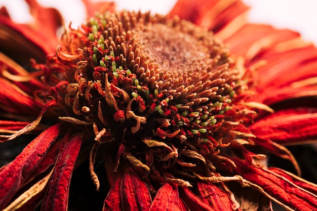 Macro tropical fruit texture