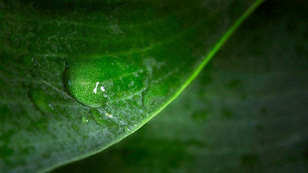 Macro water drop of leaf